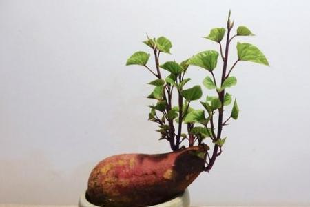 水培红薯的禁忌