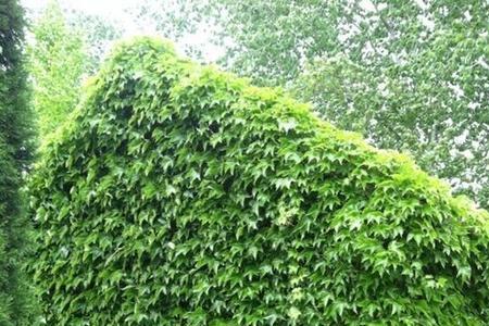 农村自建房种爬山虎可以吗