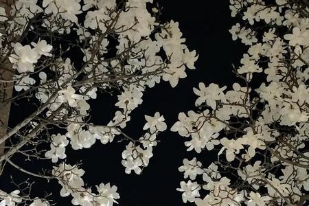 白玉缀枝头无虑也无忧什么意思