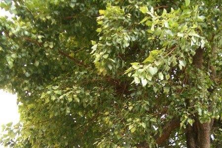 观音山有菩提树吗