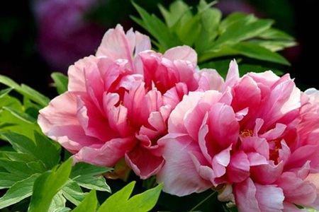 牡丹江花的花语