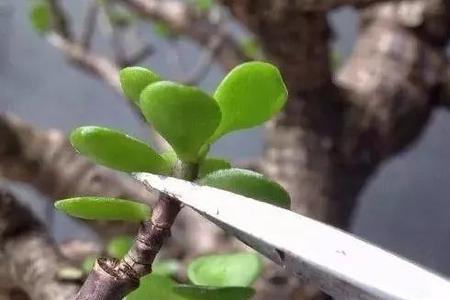 玉树用大枝条能扦插成活吗