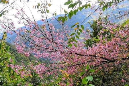 阳春哪里樱花最好