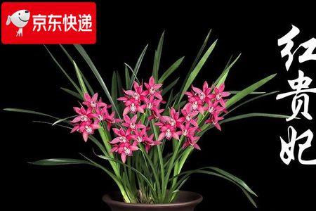 素心兰为什么8月开花