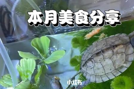 小青龟怎么过冬