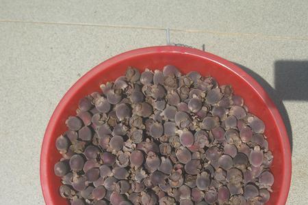 蒸桃金娘是冷水下锅蒸吗