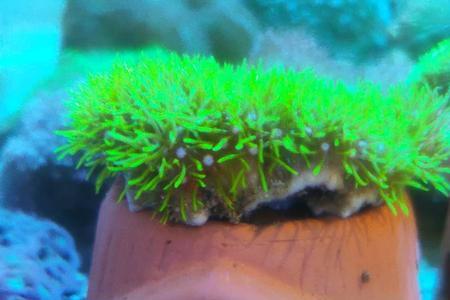 茶虚地毯海葵能和其他鱼混养吗