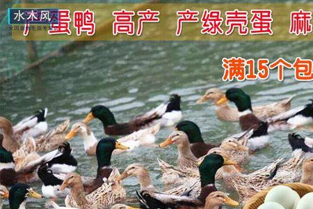 北方麻鸭下什么颜色的蛋
