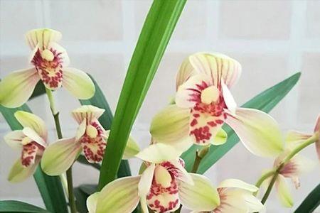建兰君荷花苞如何管理