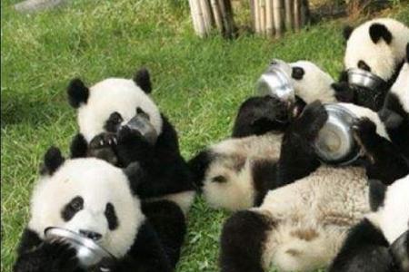 熊猫去哪了