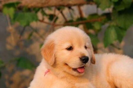 刚买回来的金毛幼犬为啥不吃