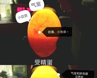 怎么分辨鸵鸟蛋有精和无精