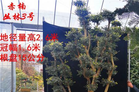 刚买回来的小叶赤楠怎么养护