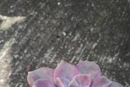 怎么区分紫乐的花剑和侧芽