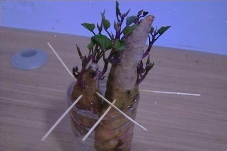 室内水培红薯如何判断发根位置