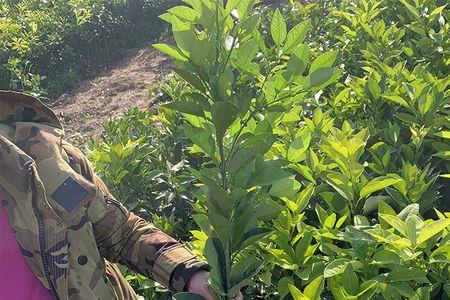 葡萄柚子盆栽种植方法