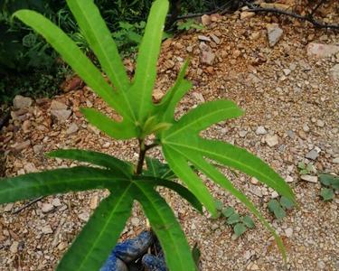 五指毛桃卖往何处