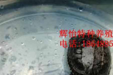 黄泽蛋龟需要过滤吗