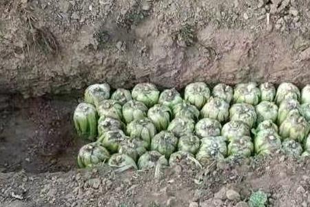 菜窖挖到沙层还能挖吗