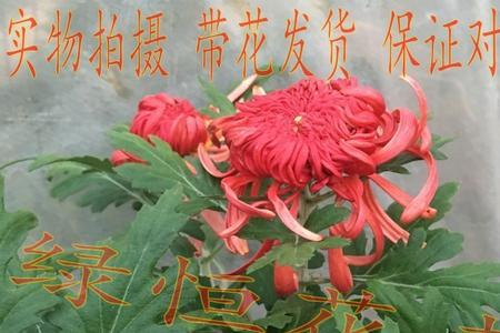 网上买的宿迁菊花苗靠谱吗