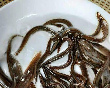 钓刀鳅鱼用什么饵料最好