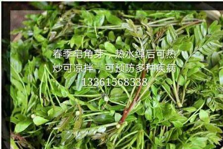 皂荚可以用开水泡吗