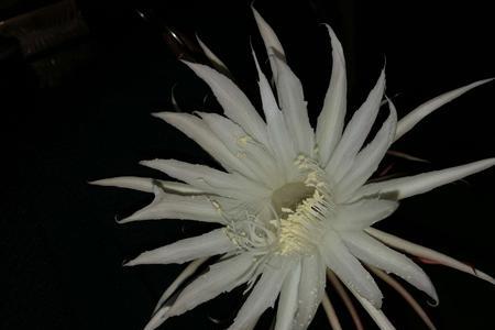 花开便败刹那芳华是什么花