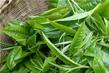 茶叶棍穿耳朵那个是茶叶树吗