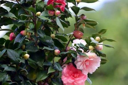 木瓜花怕冻吗