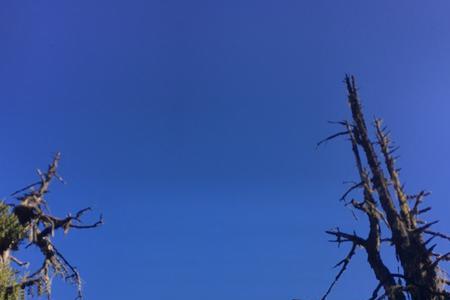 螺髻山上的松是什么松