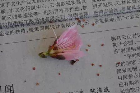 杨桃树怎么人工授粉