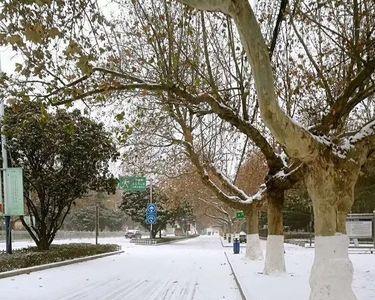 临沂大雪是哪一年