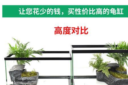 鱼缸可以混养的小动物