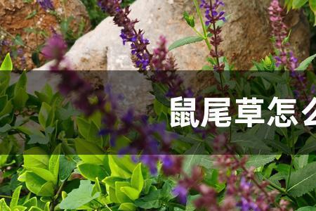青苔鼠如何过冬