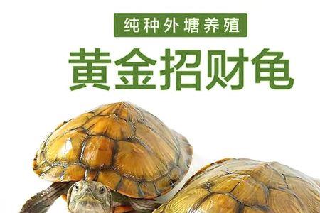国家一级保护动物深水龟有哪些