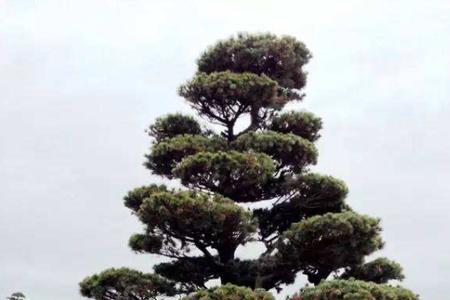 五针松育苗配方