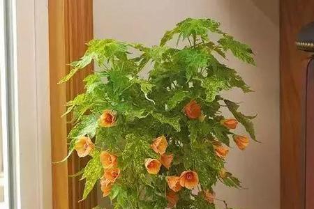 室内观赏植物的高度多少最适宜