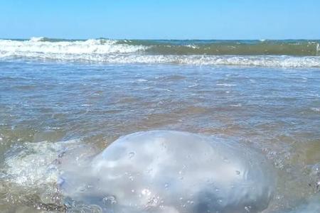 海蜇的构成
