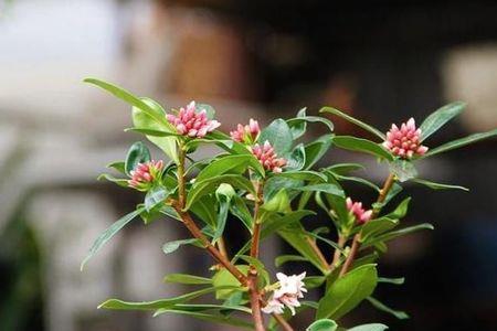 金边瑞香能四季开花吗