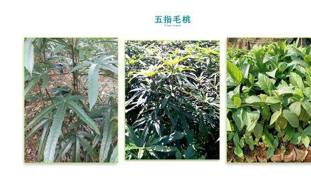 五指毛桃哪个季节采摘