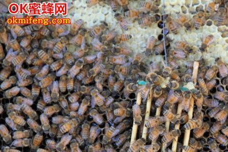 七月份怎么治蜂螨