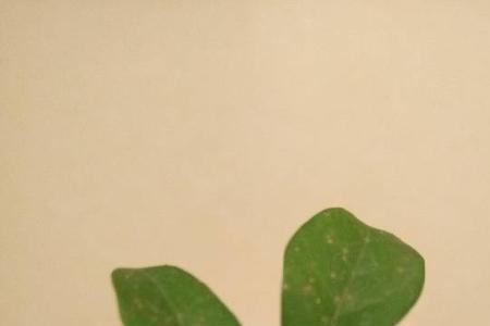 米兰叶片上有蜘蛛网