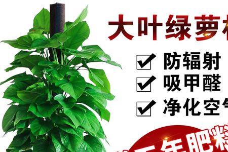 大叶绿萝柱一年能长多少