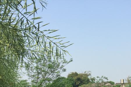 眉山市青龙镇属于哪个区