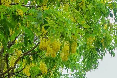 满树繁花什么意思