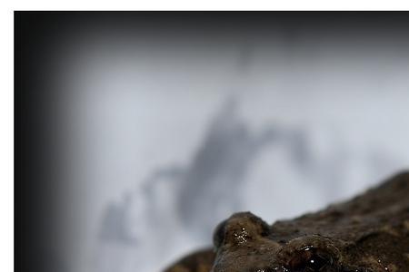 石润蛙是保护动物吗