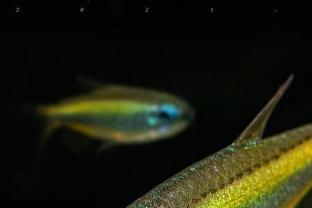 彩虹绿刚果鱼尺寸