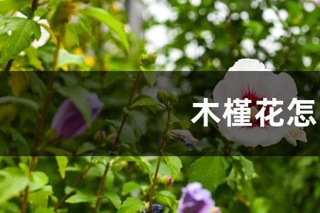 木槿芽可以吃吗