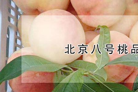 中桃八号品种特点