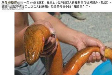 桂林市哪里有黄鳝钓